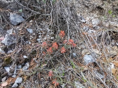 Castilleja salaisolaveae