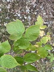 Rubus idaeus