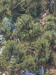 Araucaria heterophylla
