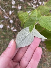 Rubus idaeus