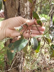 Lophostemon suaveolens