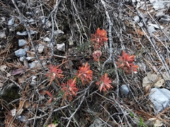 Castilleja salaisolaveae