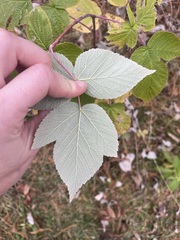 Rubus idaeus