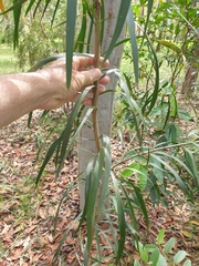 Acacia maidenii