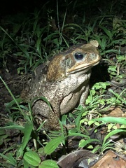 Rhinella marina
