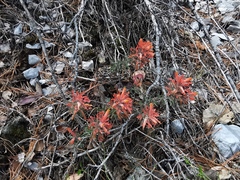 Castilleja salaisolaveae