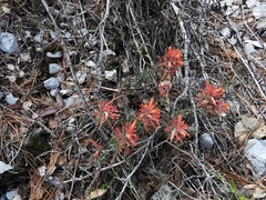 Castilleja salaisolaveae