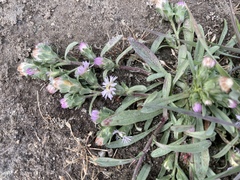 Symphyotrichum ascendens