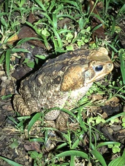 Rhinella marina