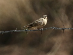 Calcarius ornatus
