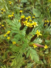 Tagetes foetidissima