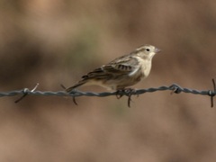 Calcarius ornatus