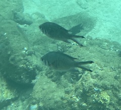 Chromis weberi