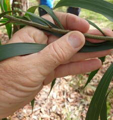 Acacia maidenii