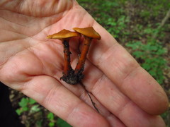Lactarius subserifluus