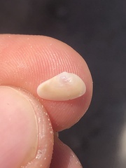 Tellinoidea