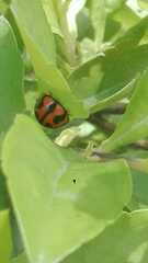 Coelophora inaequalis