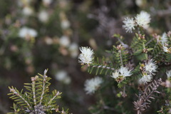 Melaleuca