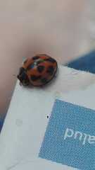 Coelophora inaequalis