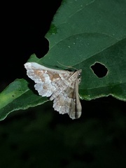 Pyraloidea