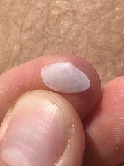 Tellinidae