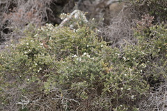 Melaleuca