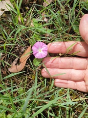 Polymeria calycina