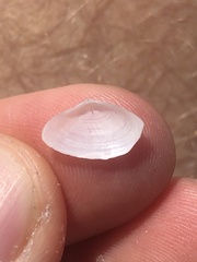 Tellinidae
