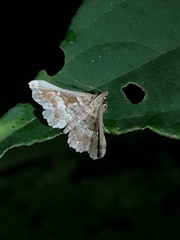 Pyraloidea