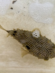 Chilomycterus schoepfii