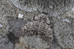 Meganola strigula