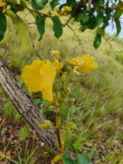 Vochysiaceae