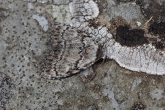 Meganola strigula