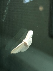 Scopula umbilicata