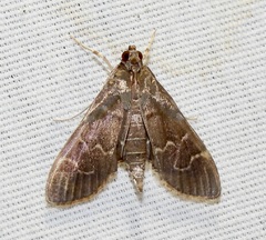 Pilocrocis ramentalis