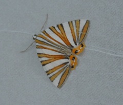 Pityeja histrionaria