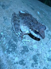Pristimantis fenestratus