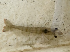 Penaeus