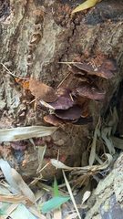 Fuscoporia gilva