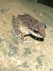 Pristimantis fenestratus