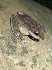 Pristimantis fenestratus