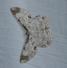 Epimecis