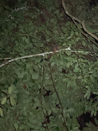 Black-headed Night Monkey