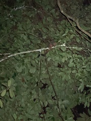 Aotus nigriceps