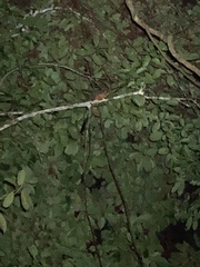 Aotus nigriceps