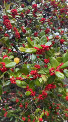 Ilex cornuta