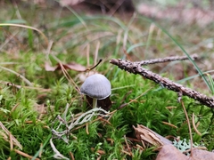 Mycena griseoviridis