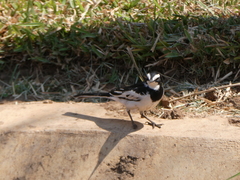 Motacilla aguimp