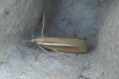 Agriphila selasella