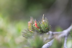 Adenanthos sericeus